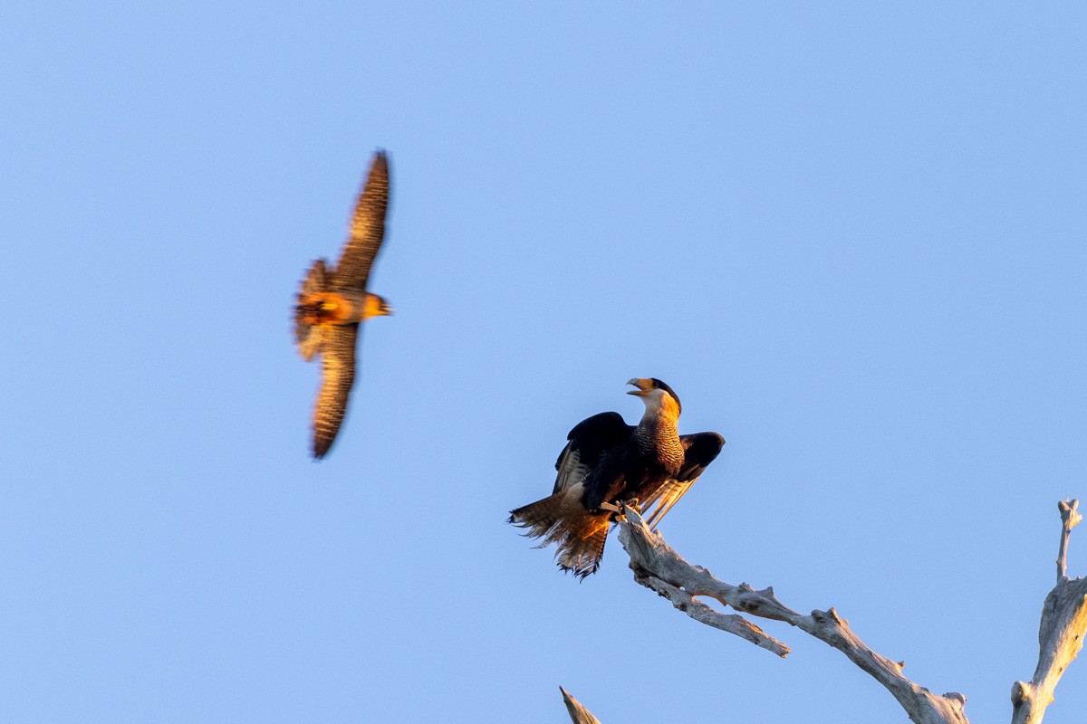 Crested Caracara (Southern) - ML641381446