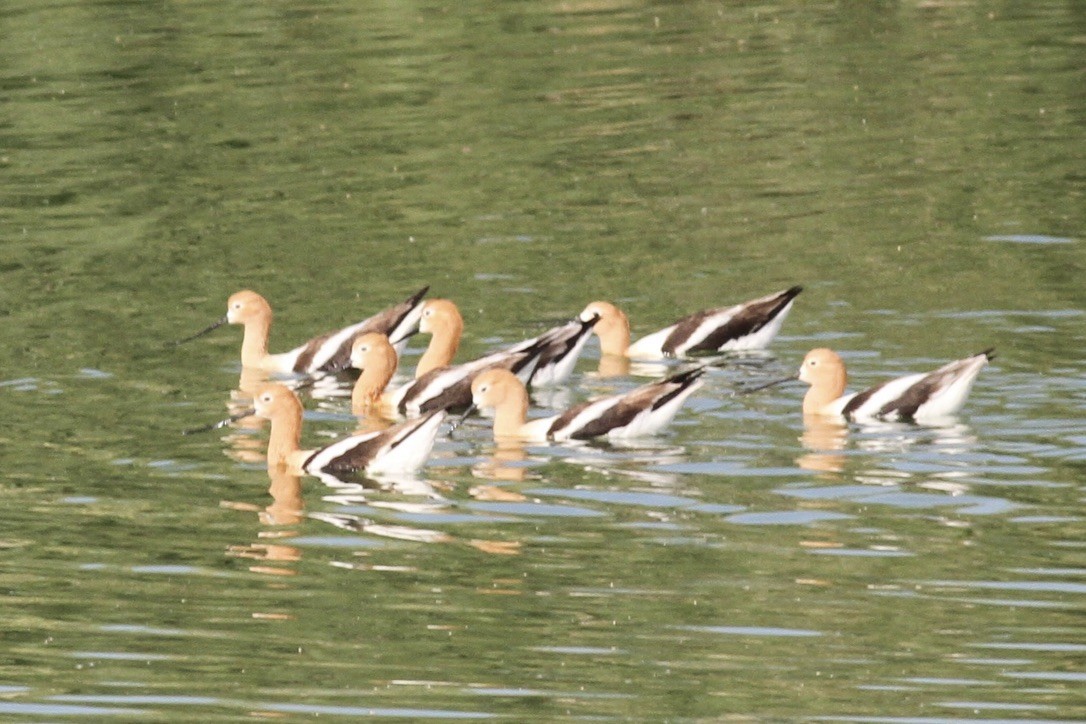 American Avocet - ML641381451