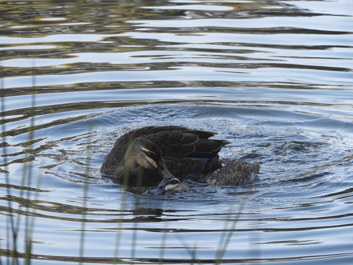 Pacific Black Duck - ML641381463