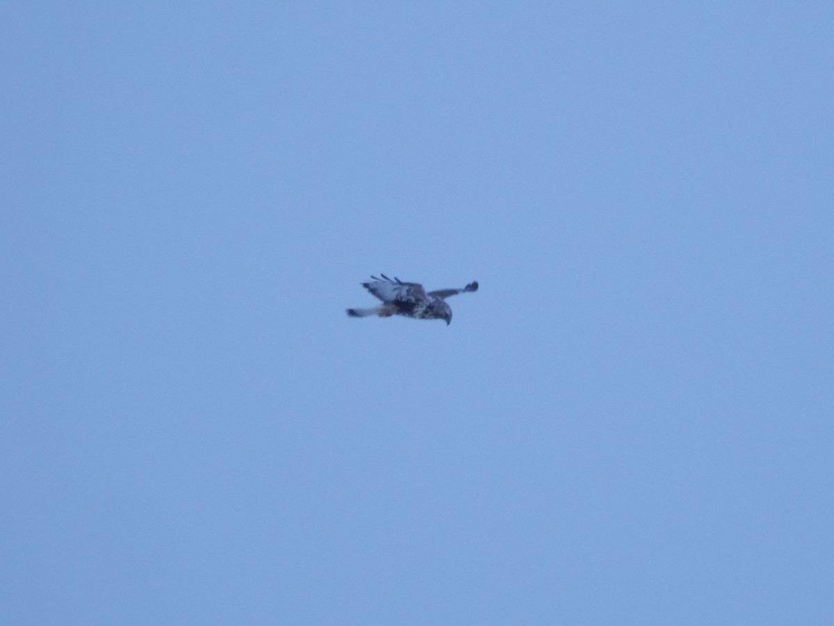 Rough-legged Hawk - ML641381464