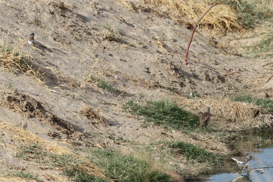 Red-necked Phalarope - ML641381465
