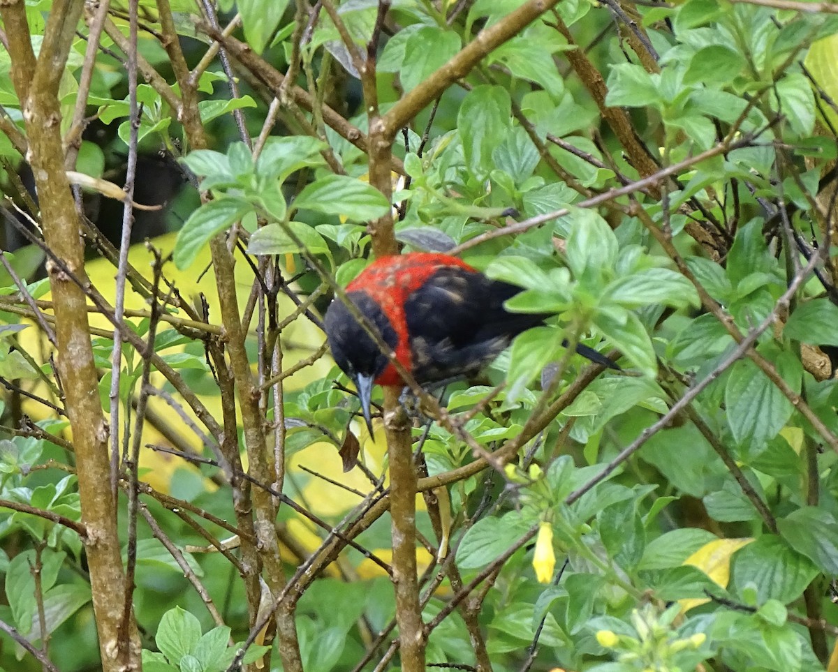 Red-collared Myzomela - ML641381497