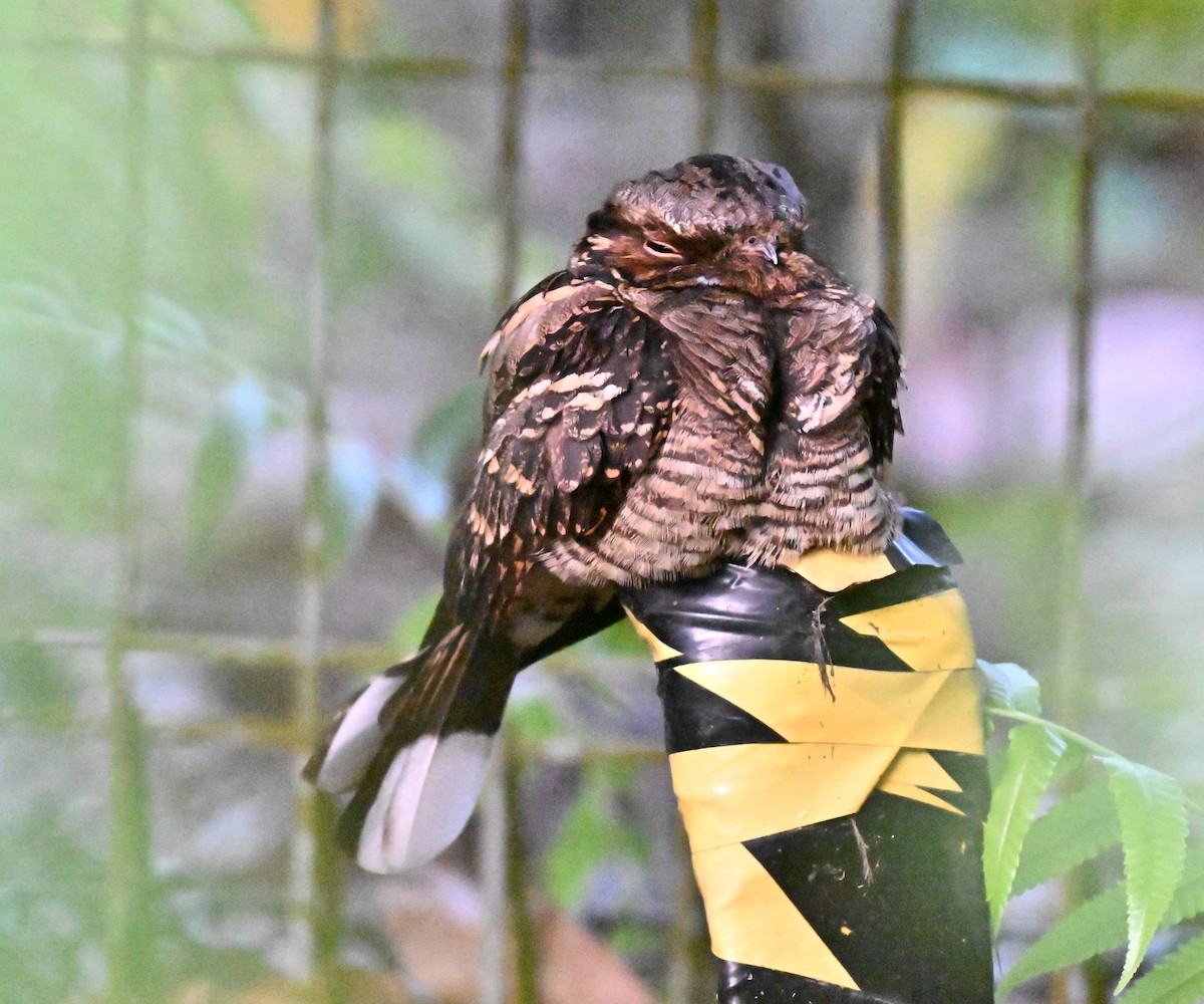 Large-tailed Nightjar - ML641381565