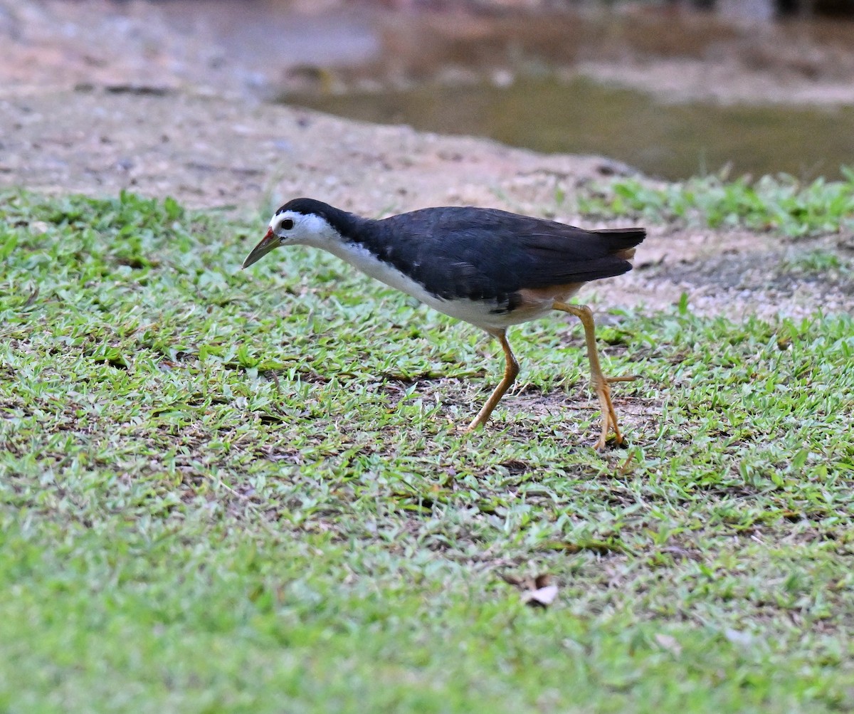 White-breasted Waterhen - ML641381576