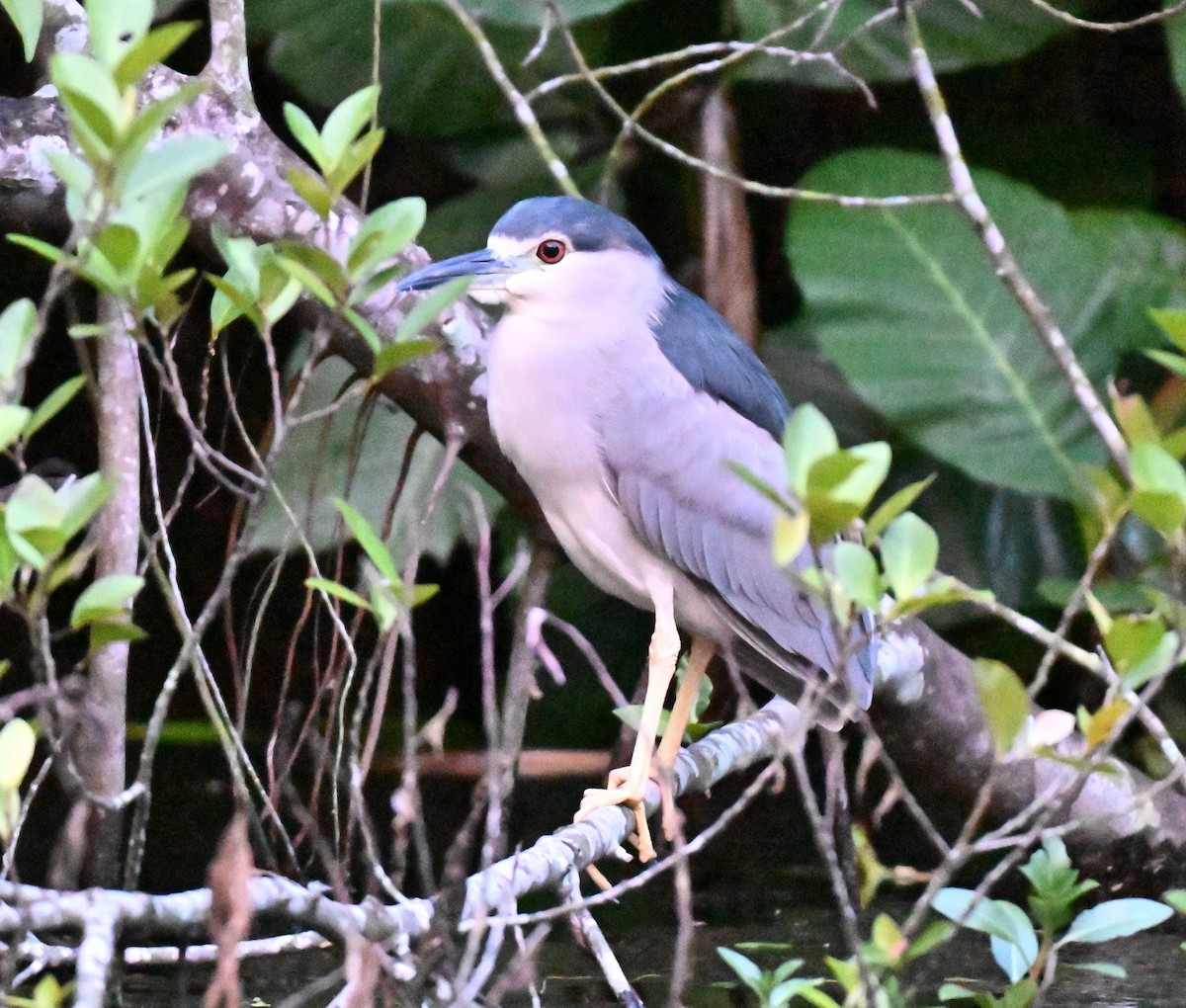 Black-crowned Night Heron - ML641381596