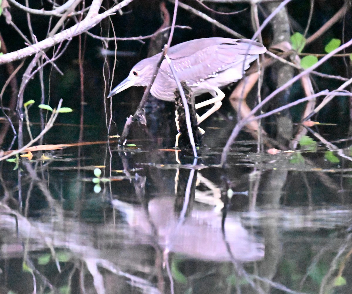 Black-crowned Night Heron - ML641381597