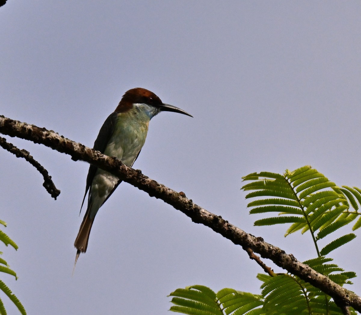 Blue-throated Bee-eater - ML641381624