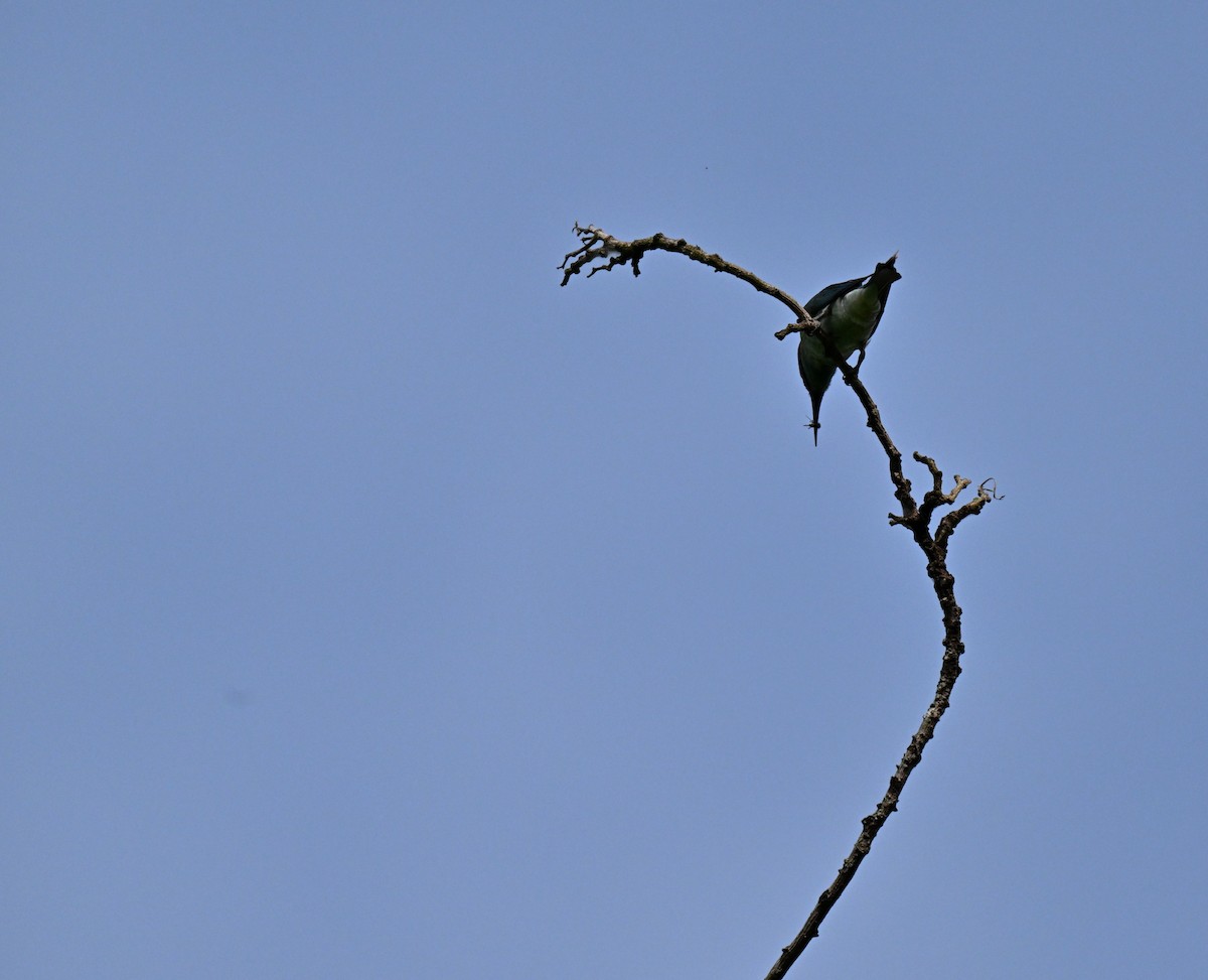 Blue-throated Bee-eater - ML641381626