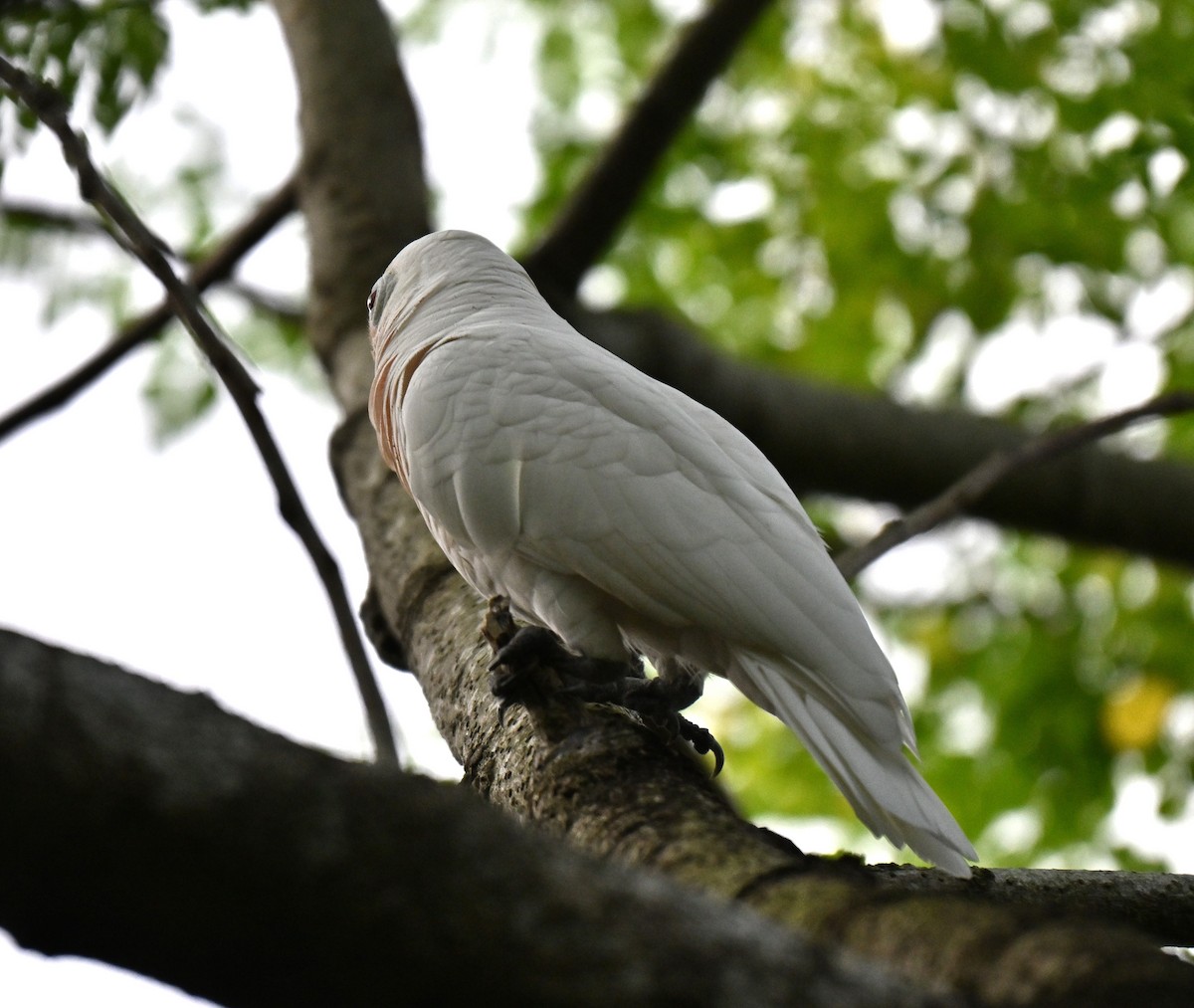 Tanimbar Corella - ML641381629
