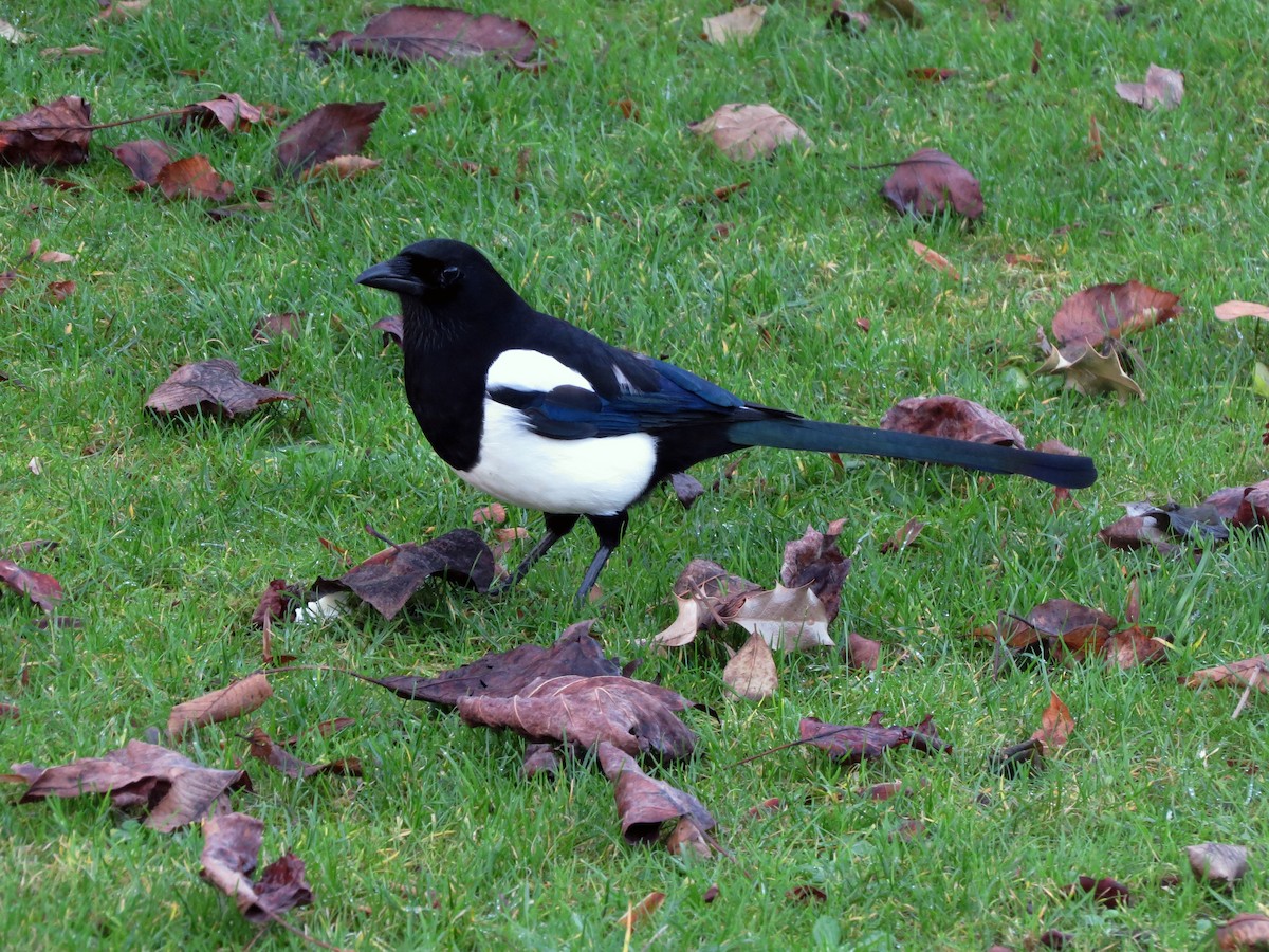 Eurasian Magpie - ML641381648