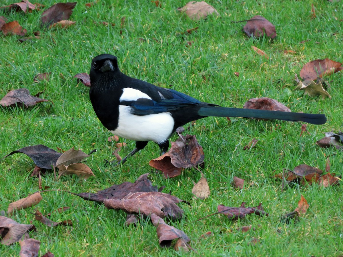 Eurasian Magpie - ML641381649
