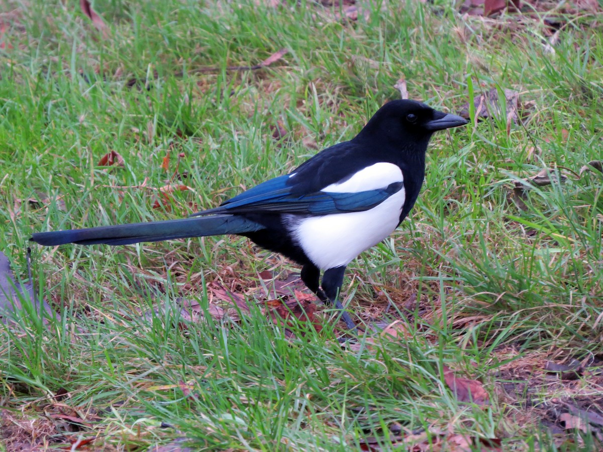 Eurasian Magpie - ML641381651