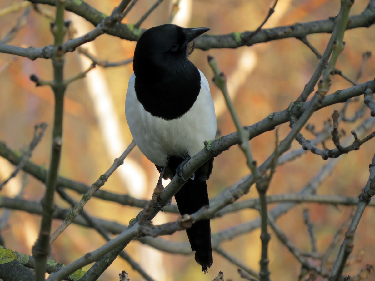 Eurasian Magpie - ML641381658
