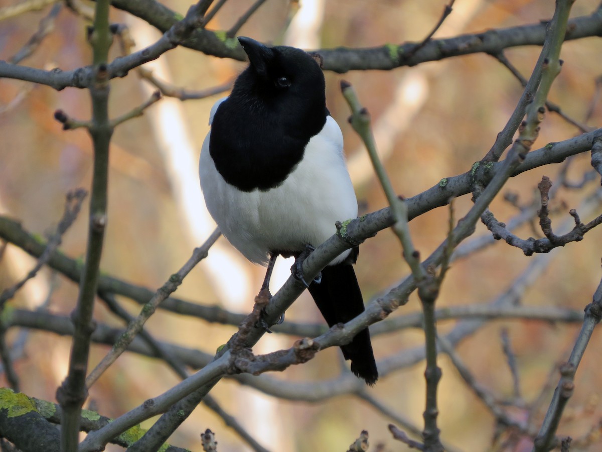 Eurasian Magpie - ML641381660