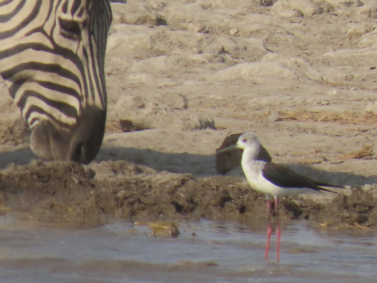 Black-winged Stilt - ML641381662