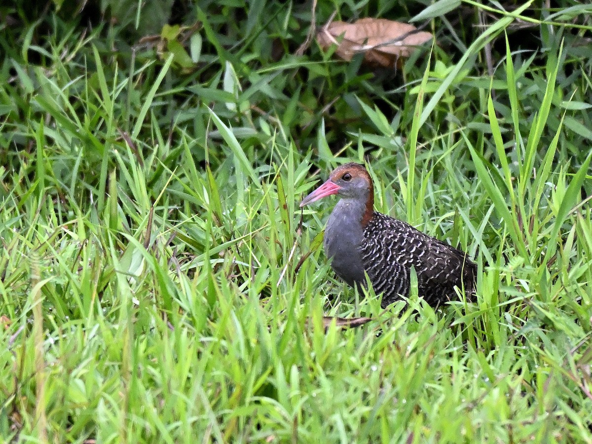 Slaty-breasted Rail - ML641381692