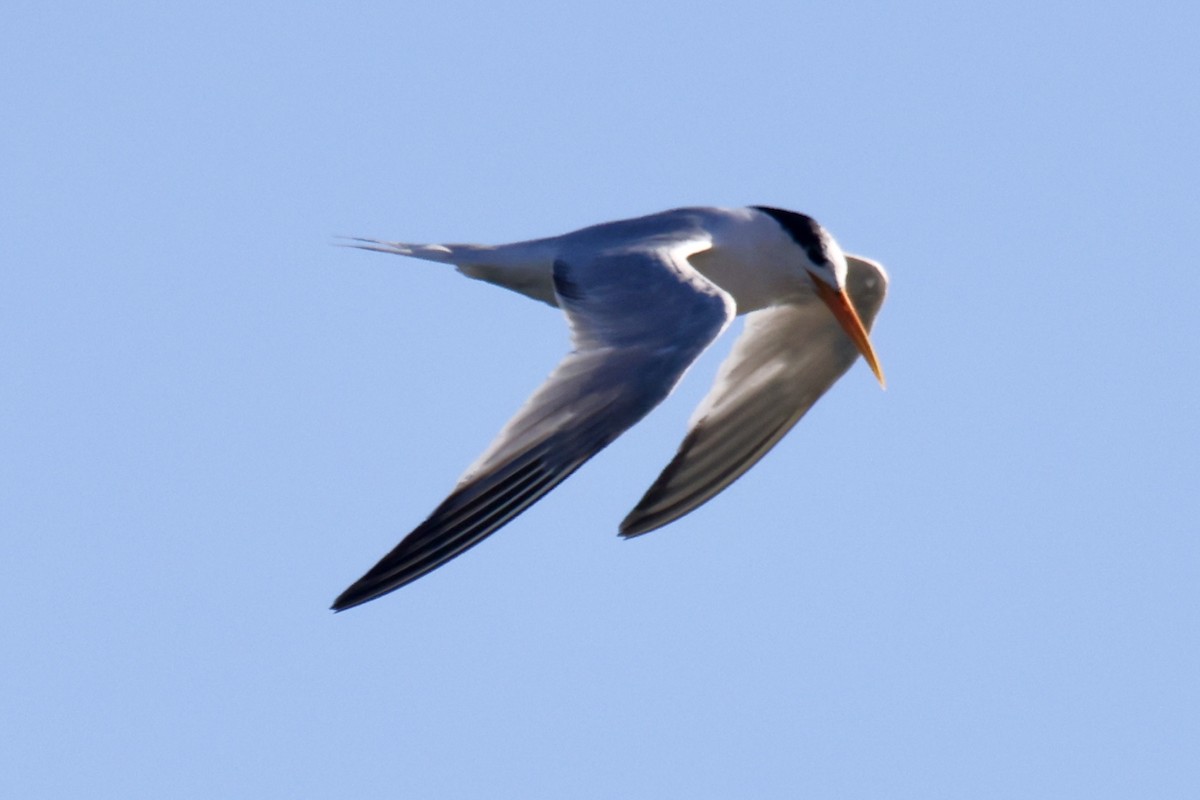 Elegant Tern - ML641381700