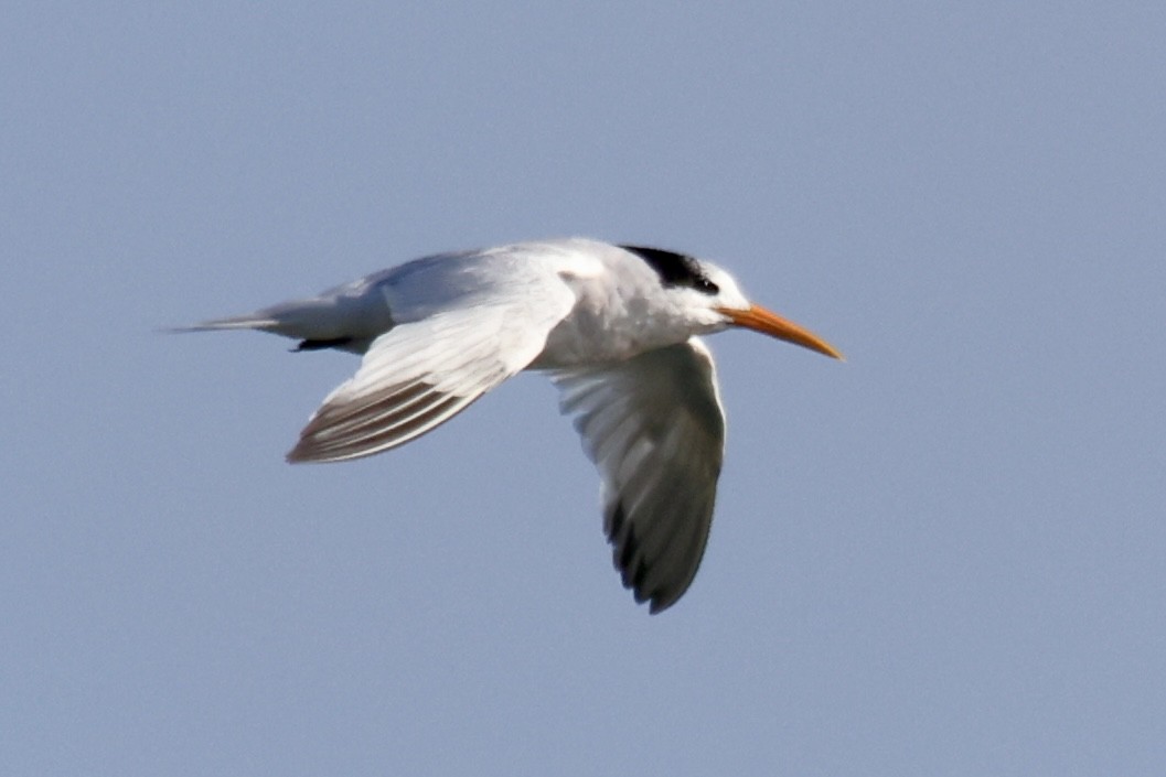 Elegant Tern - ML641381701