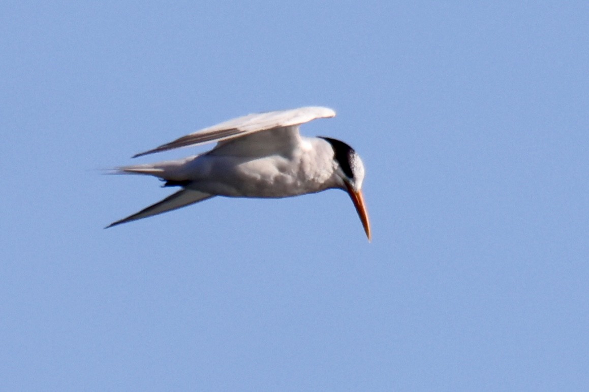 Elegant Tern - ML641381702