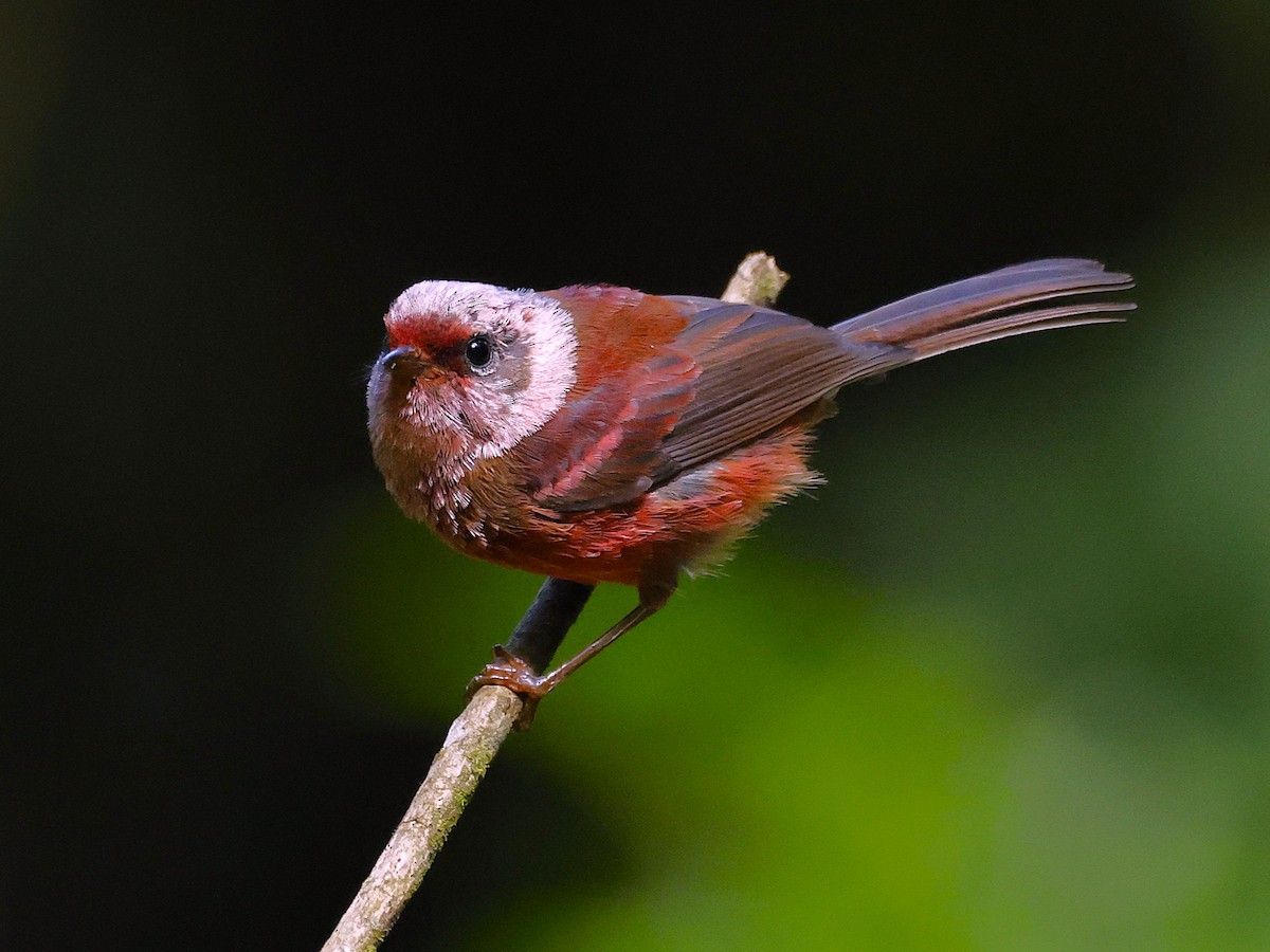 rosenparula - ML641381710