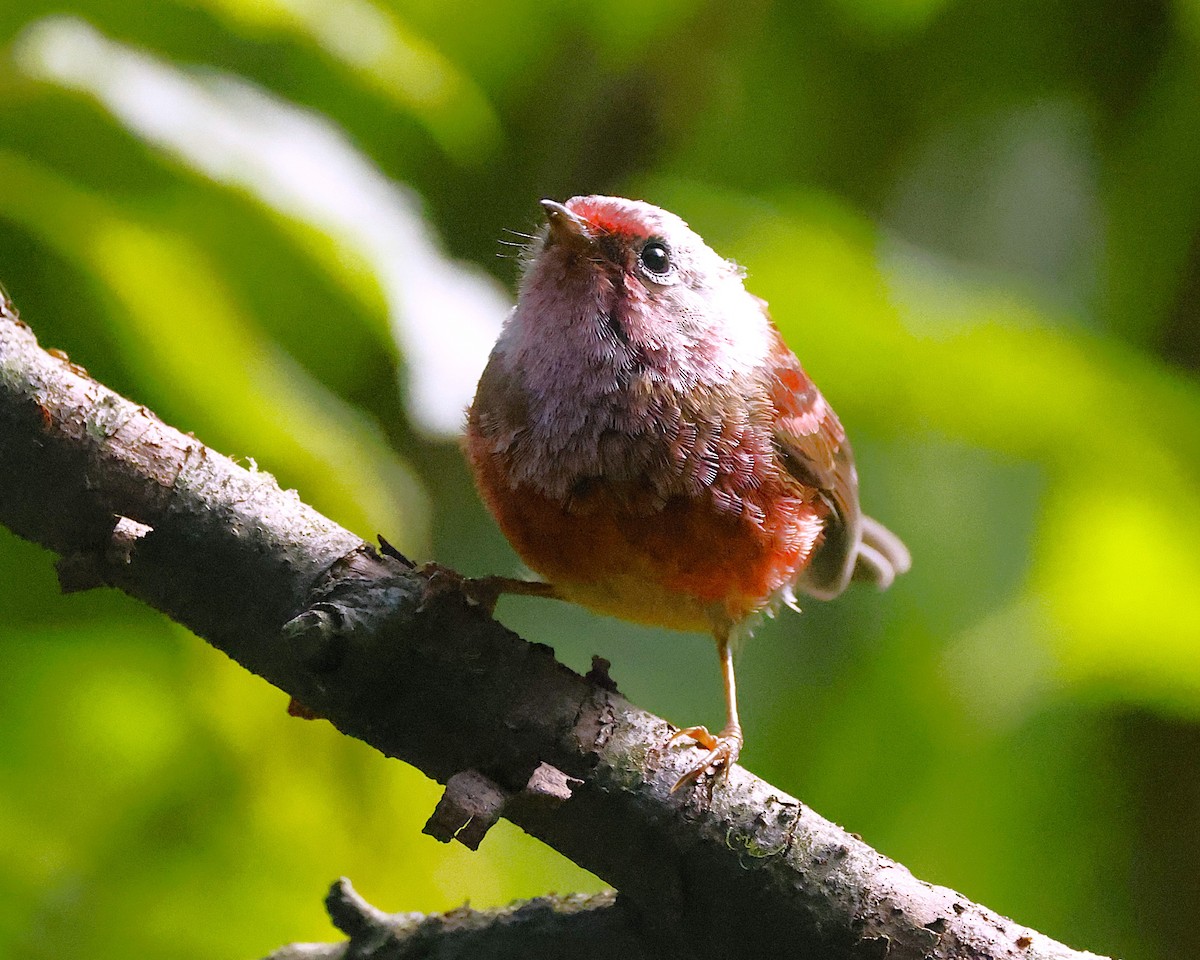 rosenparula - ML641381711
