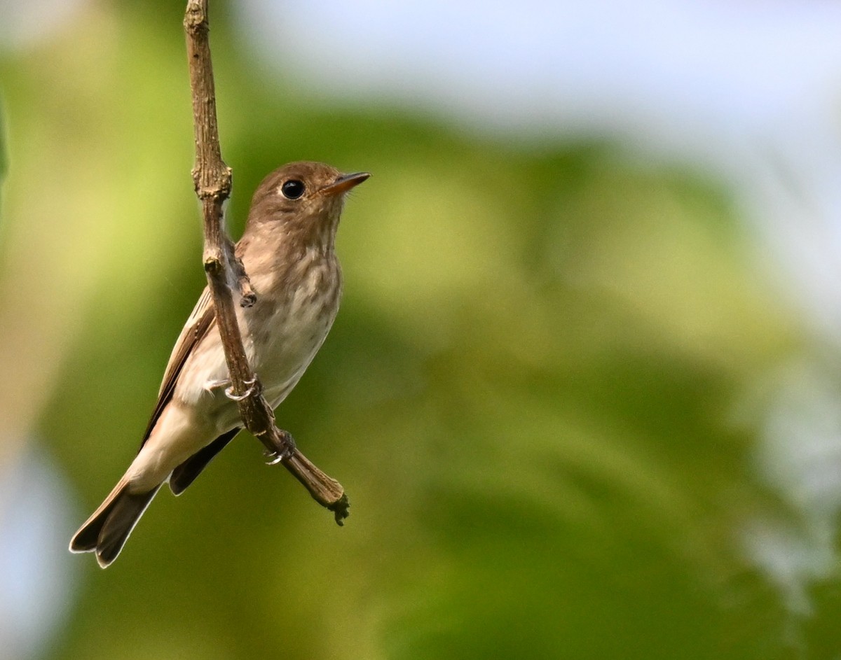 Brown-streaked Flycatcher - ML641381712