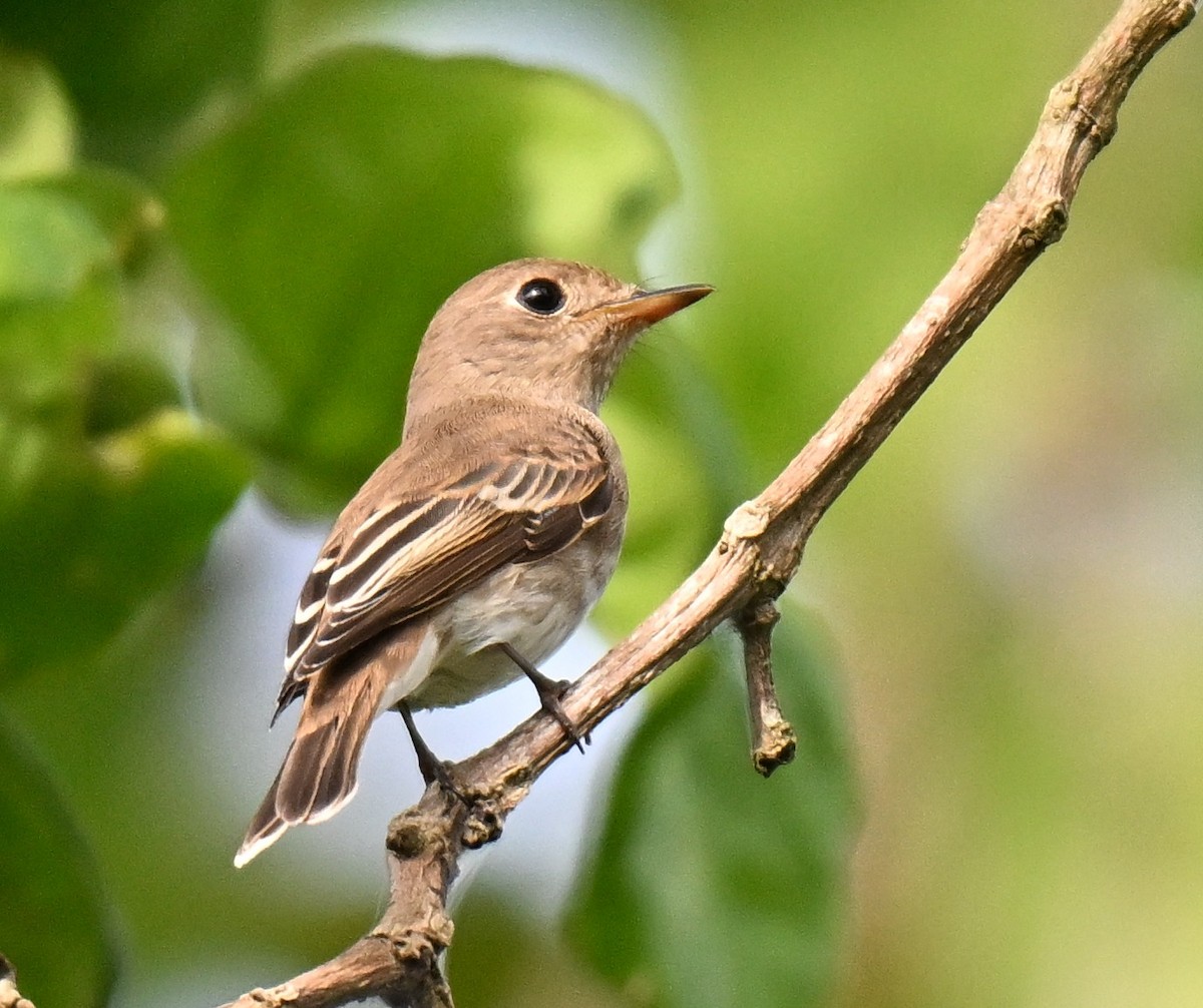 Brown-streaked Flycatcher - ML641381713