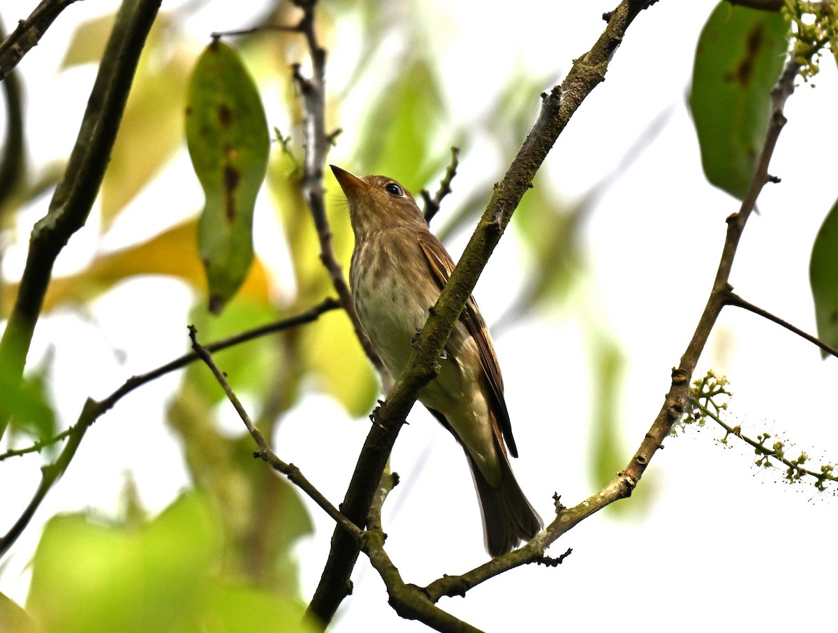 Brown-streaked Flycatcher - ML641381714