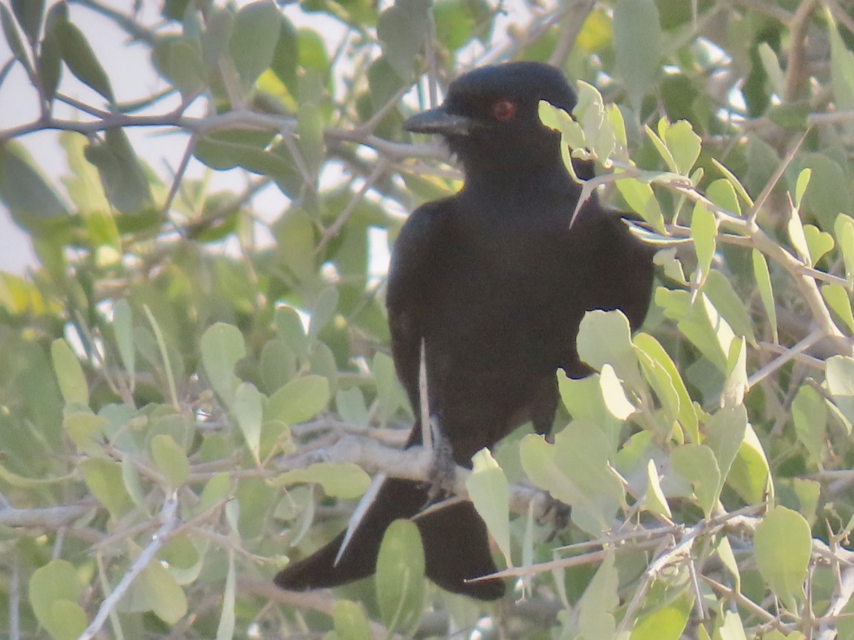 Fork-tailed Drongo - ML641381718