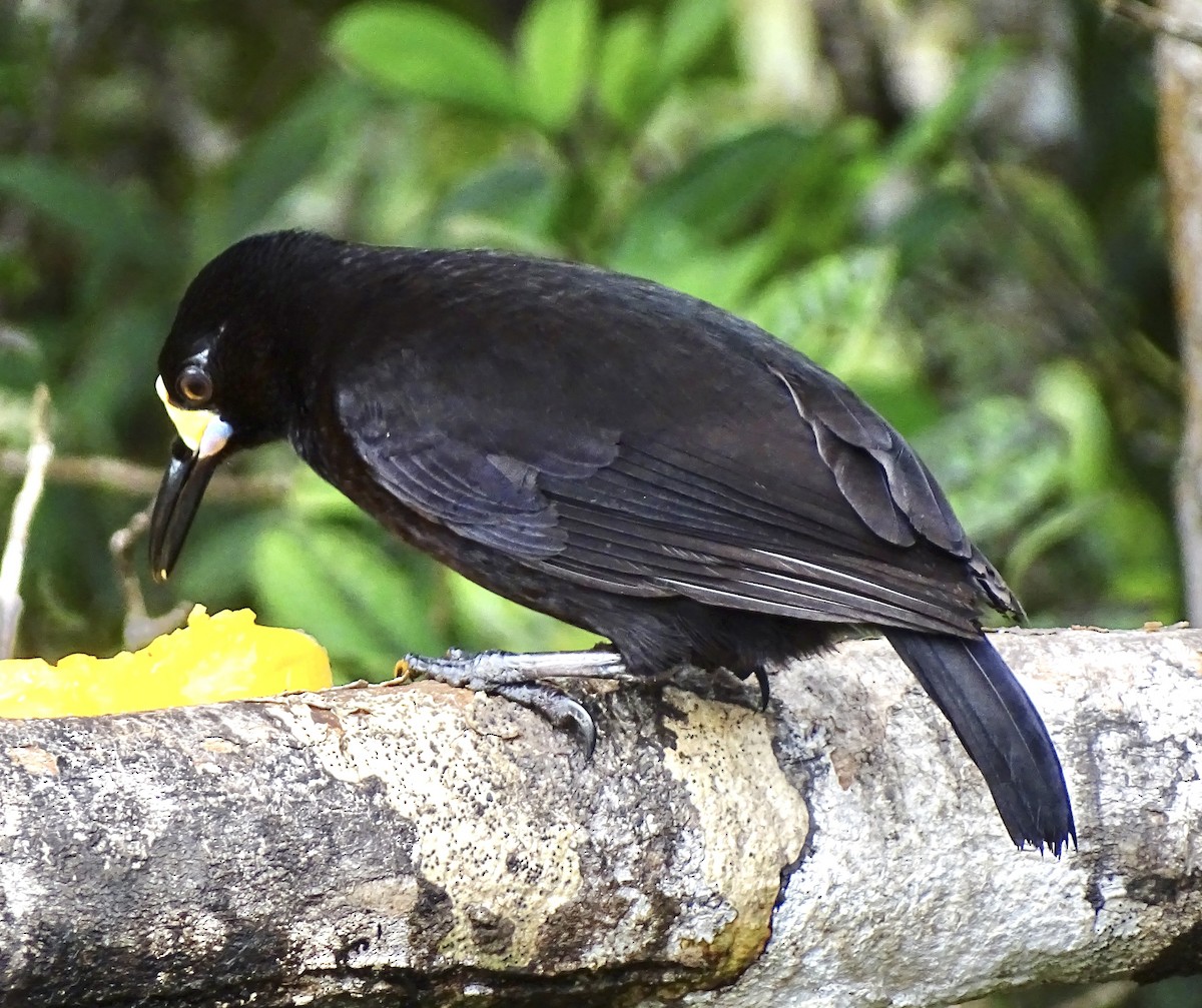 Short-tailed Paradigalla - ML641381727