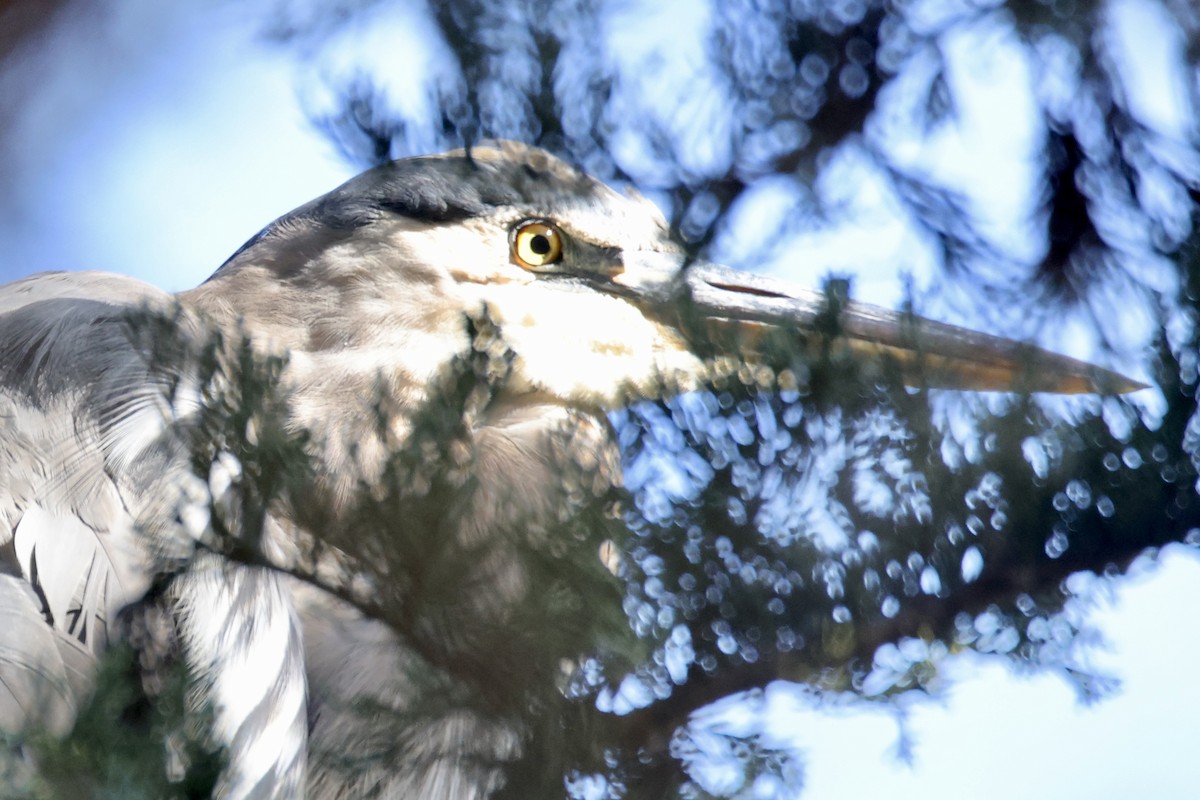 Great Blue Heron - ML641381732