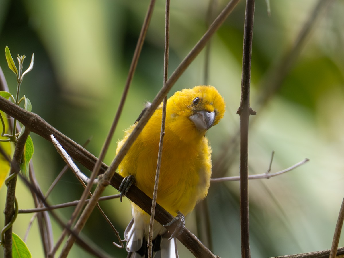 Golden Grosbeak - ML641381760