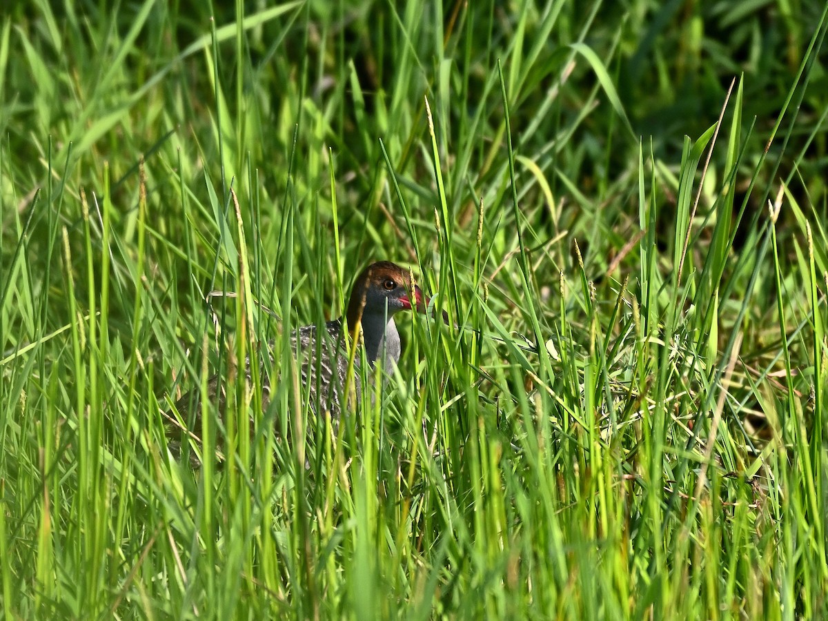 Slaty-breasted Rail - ML641381761