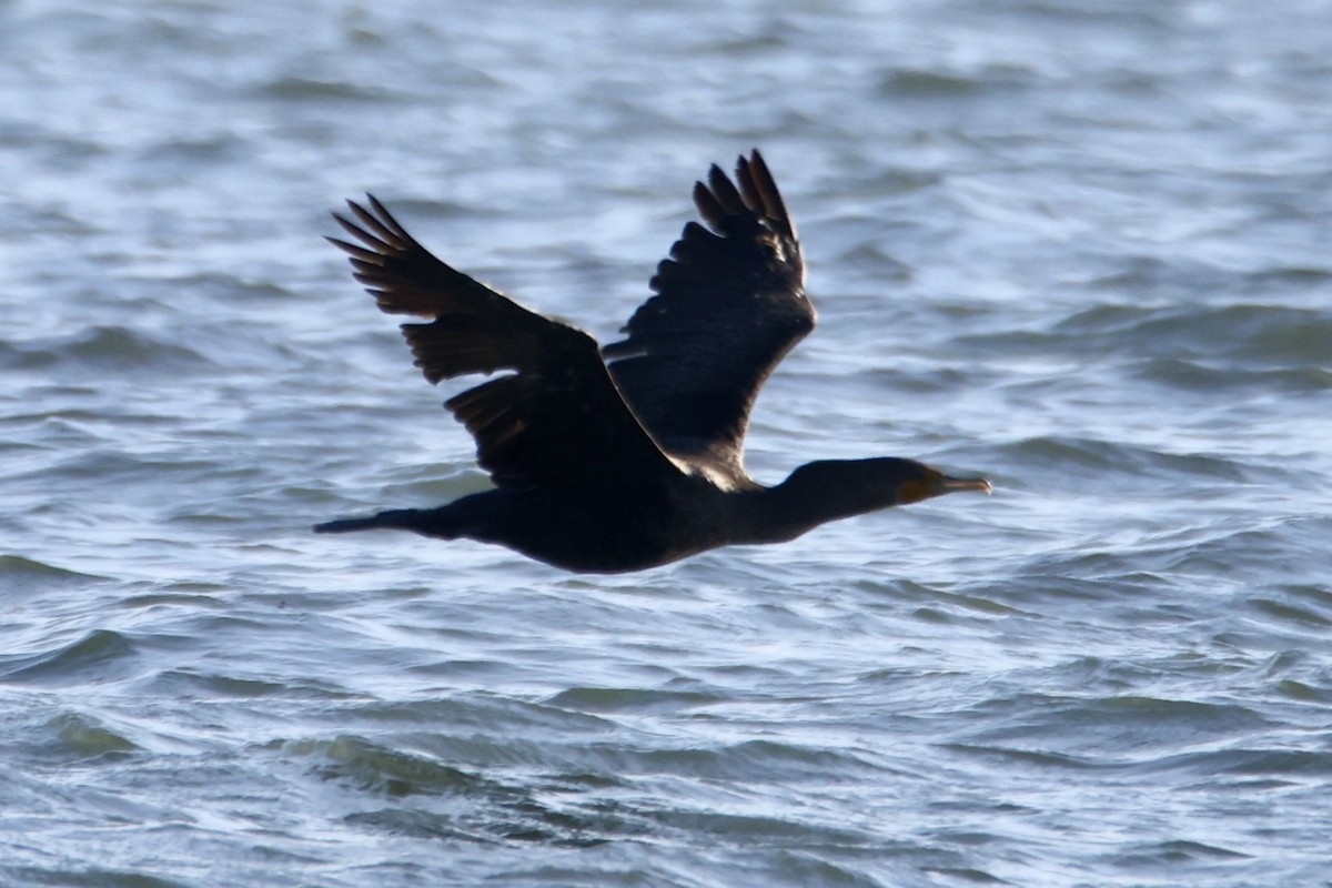 Double-crested Cormorant - ML641381773
