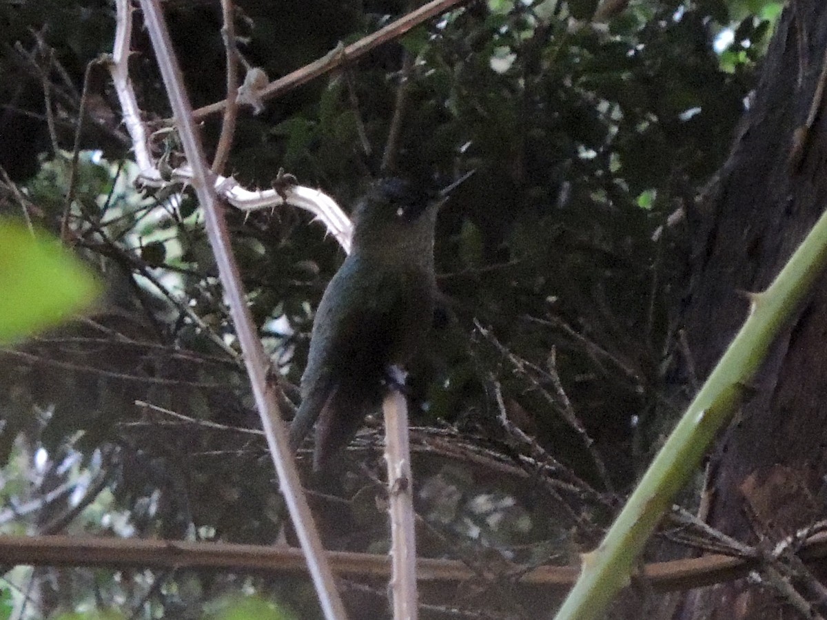 Colibrí Austral - ML641381776