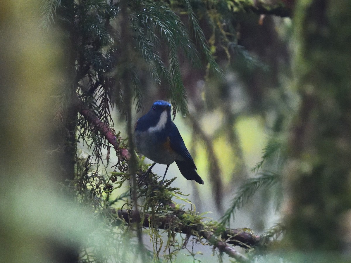 Himalayan Bluetail - ML641381782
