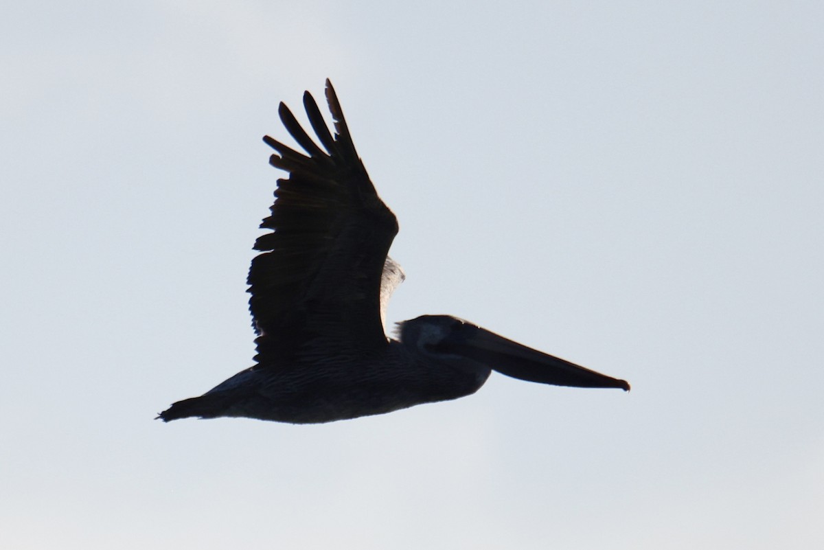 Brown Pelican - ML641381788