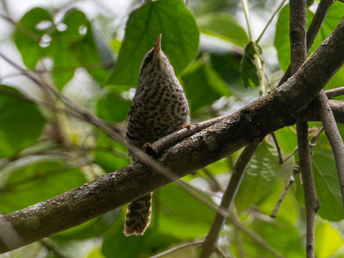 Fasciated Wren - ML641381801