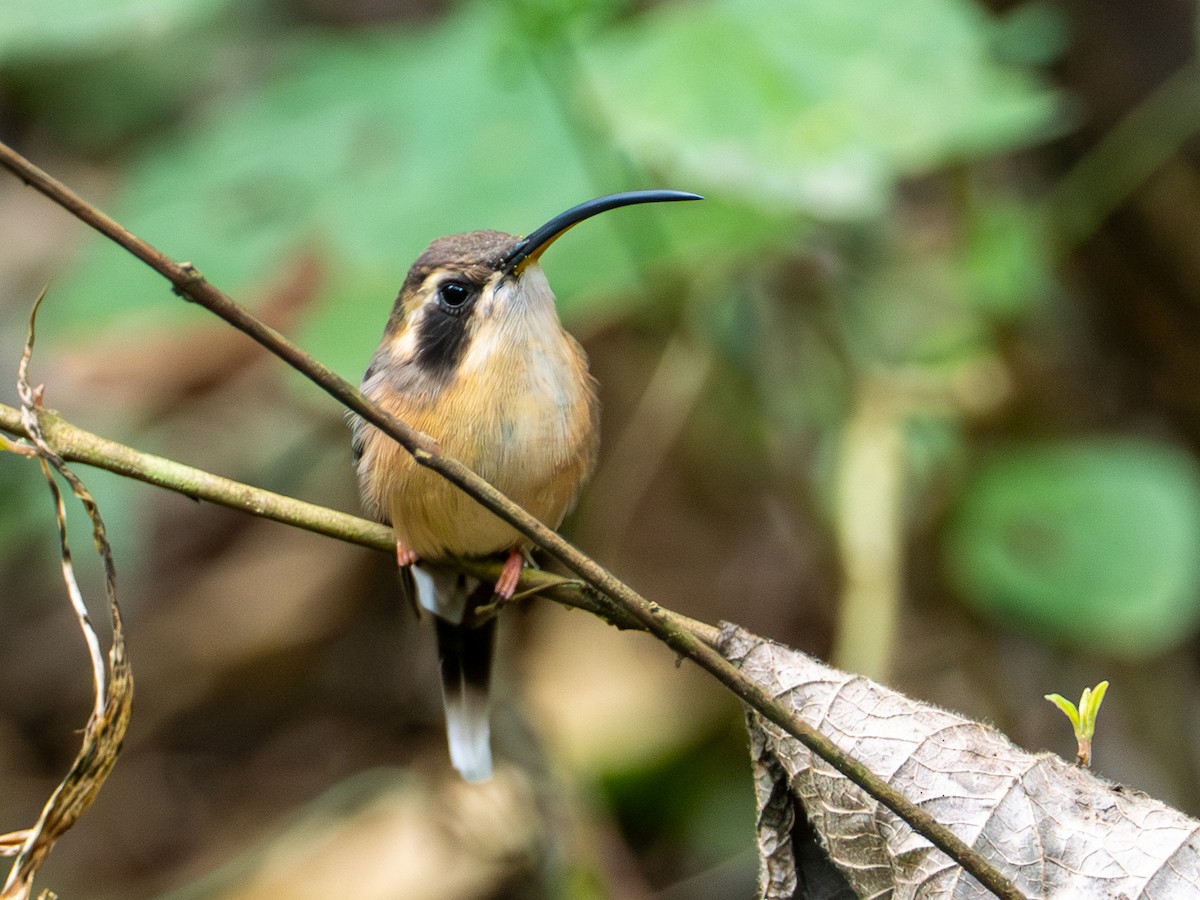 Gray-chinned Hermit - ML641381818