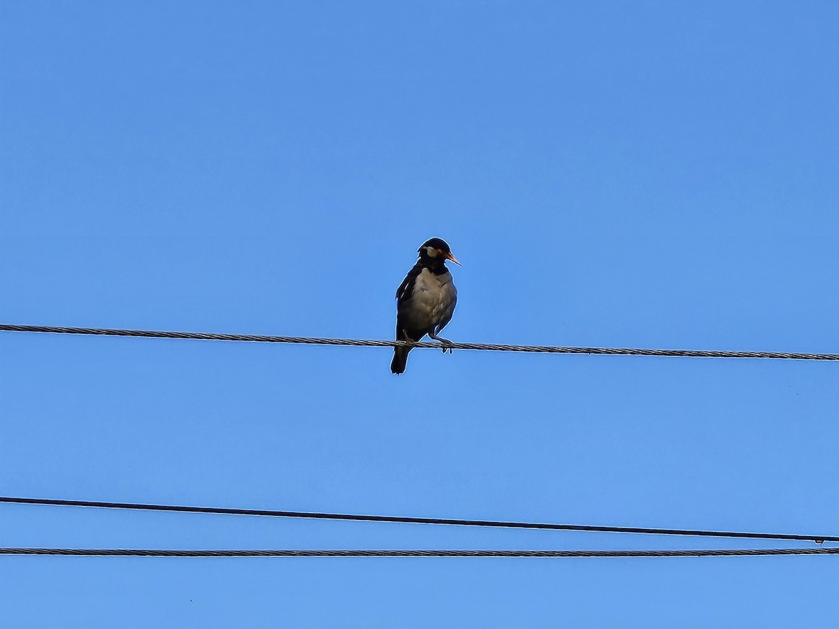 Indian Pied Starling - ML641381836
