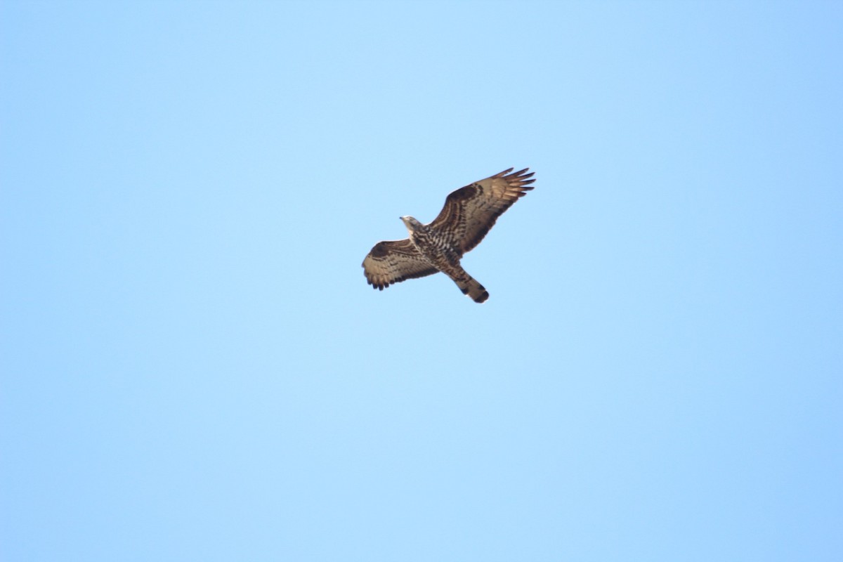 European Honey-buzzard - ML641381893