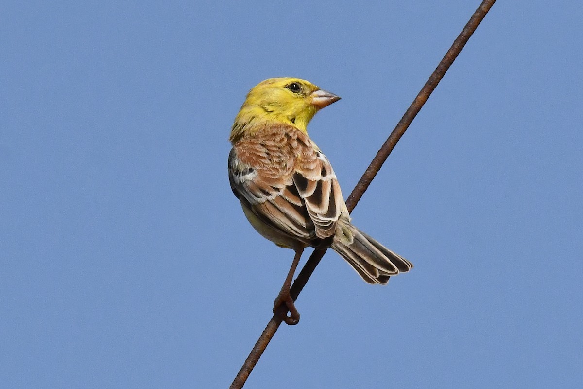 Sudan Golden Sparrow - ML641381936