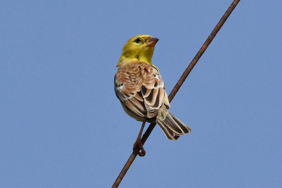 Sudan Golden Sparrow - ML641381937