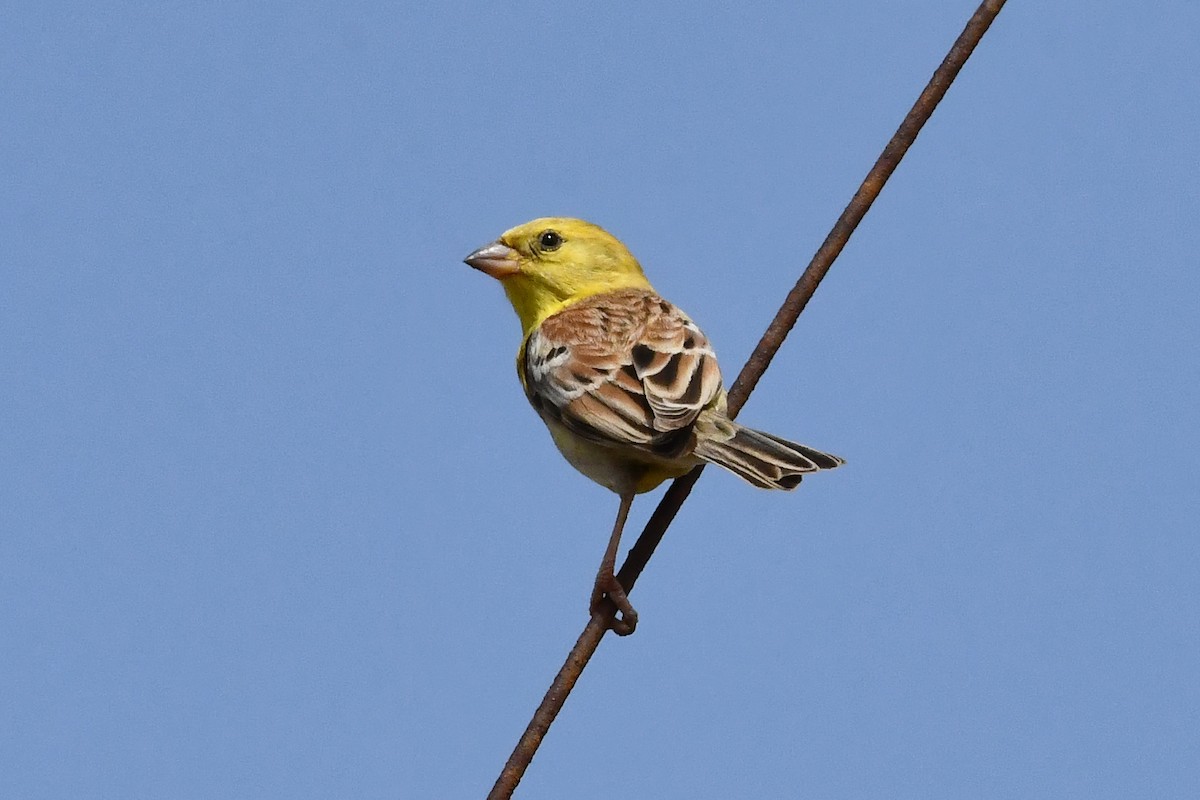 Sudan Golden Sparrow - ML641381938