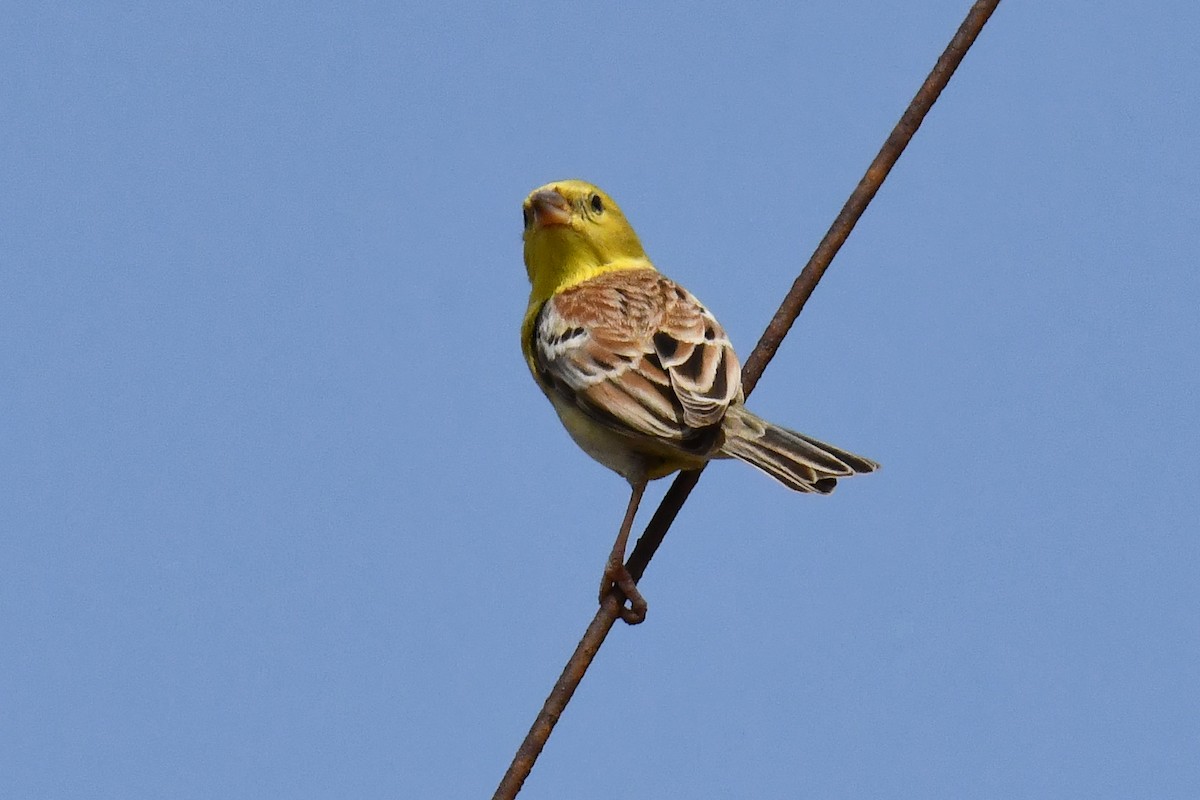 Sudan Golden Sparrow - ML641381939