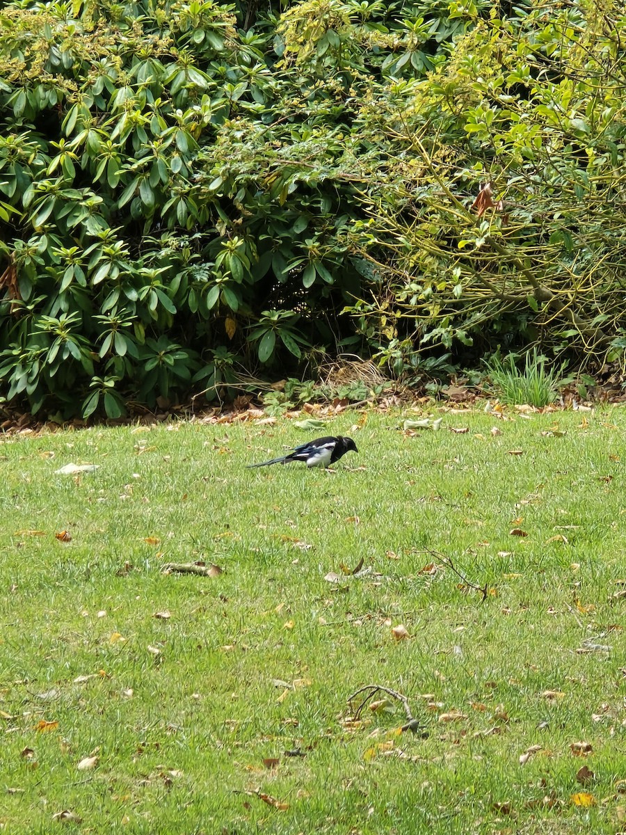 Eurasian Magpie - ML641381974