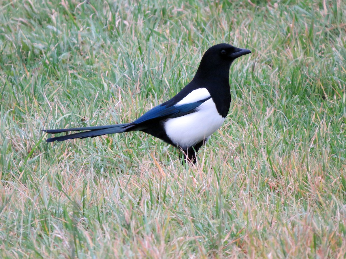 Eurasian Magpie - ML641381979