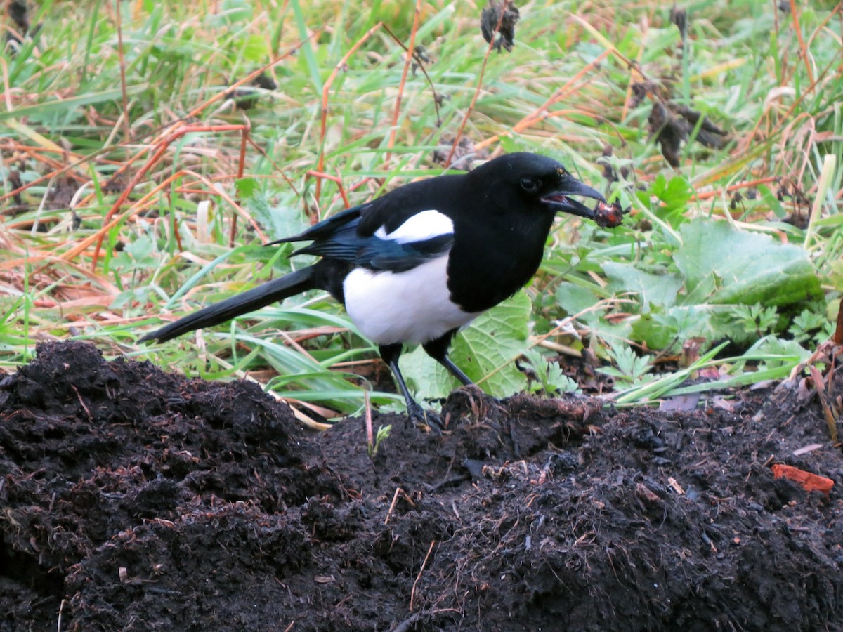 Eurasian Magpie - ML641381980