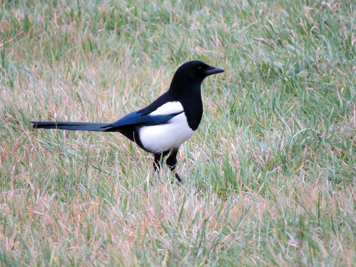 Eurasian Magpie - ML641381982