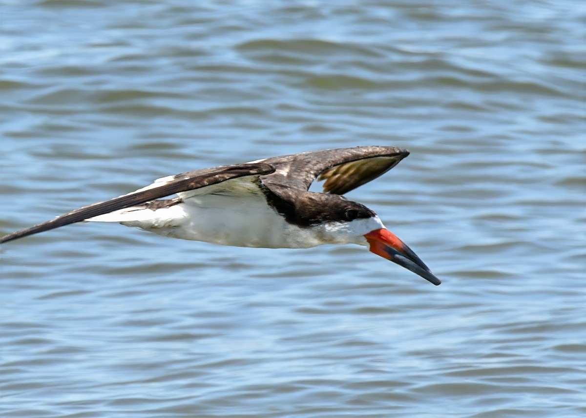 Black Skimmer - ML641381986